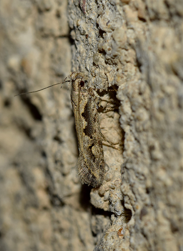 Ornativalva plutelliformis - Gelechiidae